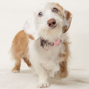 Fundraising Page: Dana Windsor